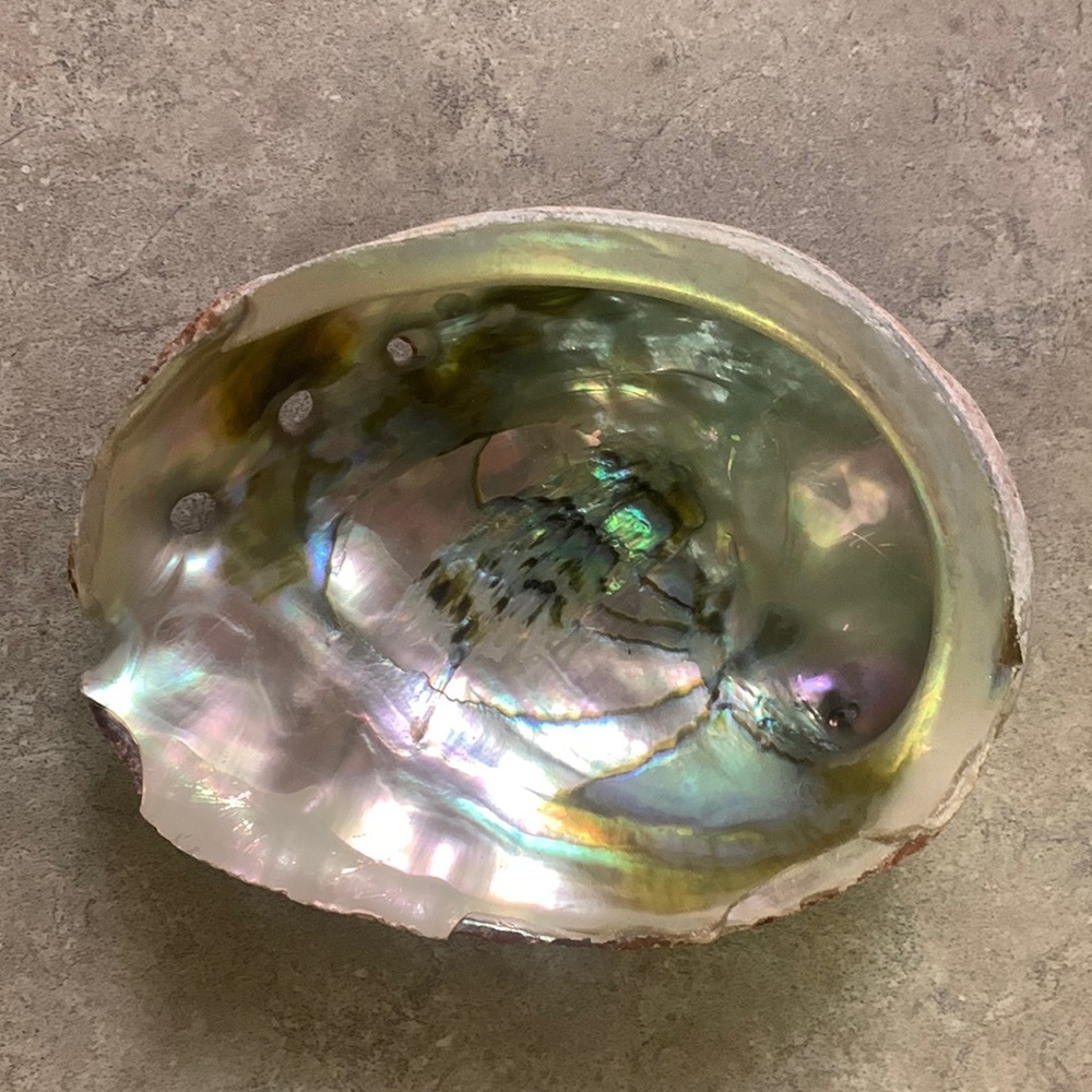 Real Abalone she’ll from Van Dam Beach